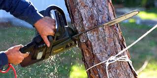 How Our Tree Care Process Works  in  Swissvale, PA